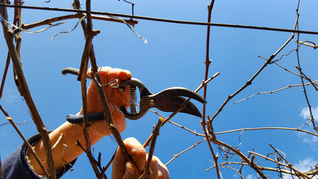Man pruning grape in a vineyard selective focus on hand