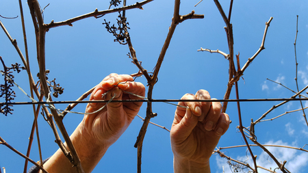 Worker to tie the vineyardの写真素材