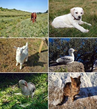 Set of animalsの写真素材