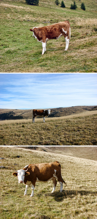 Set of cows on the fieldの写真素材