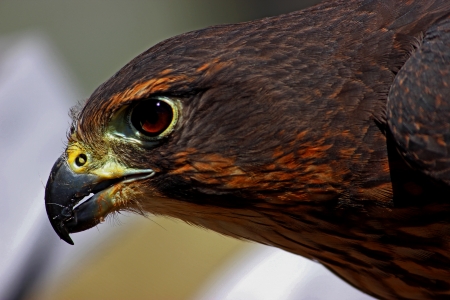 Falconの写真素材