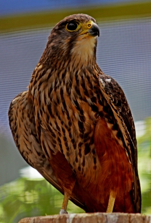 Falconの写真素材