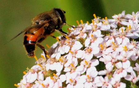 Honey Bee