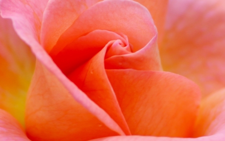 Peach Roseの写真素材