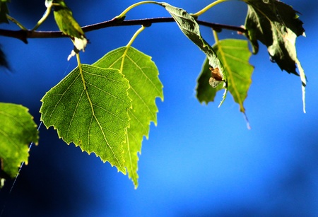 Sun light through leafの写真素材