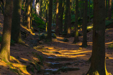 Woodland Path in PrachovskÃ© SkÃ¡ly Nature Reserve