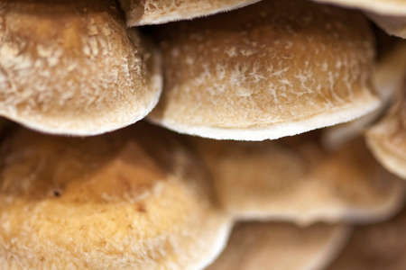 Edible mushroomsの写真素材