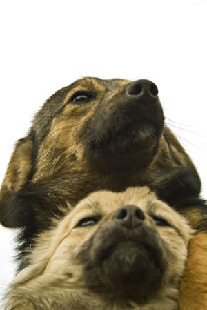 Close-up on two dogs siting one on top of the otherの写真素材
