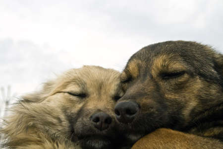 Two cute dogs warming each other