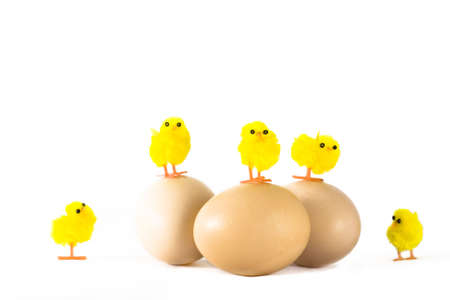 Cute little yellow chickens and eggs on white backgroundの写真素材