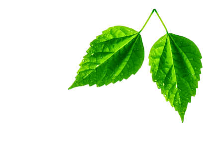 Two leaves with water drops isolated on white