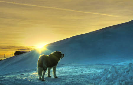 A mountain dog standing on snow opposite rays of lightの写真素材