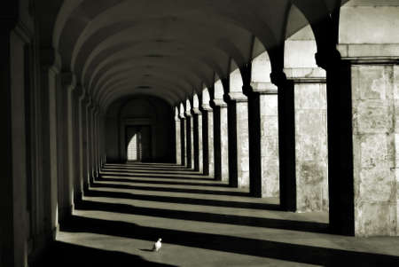 A white pigeon between shadow-lines formed by ancient columnsの写真素材