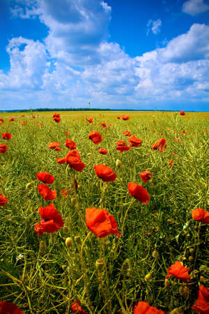 Fantastic landscape: beautiful field with numerous poppiesの写真素材