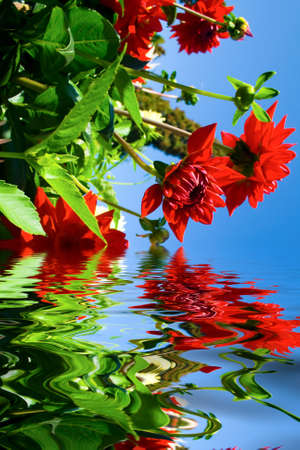 Close up view of beautiful red flowers reflecting in waterの写真素材