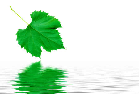 Green grape leaf reflecting in nice pure waterの写真素材