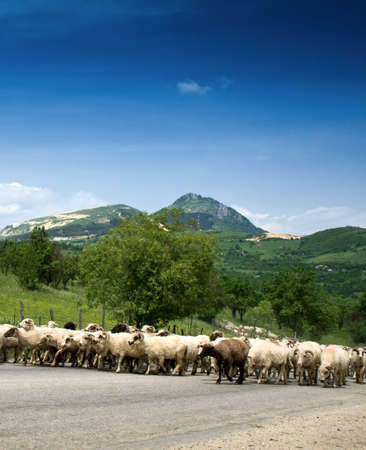 Sheep herd on rural mountain roadの写真素材