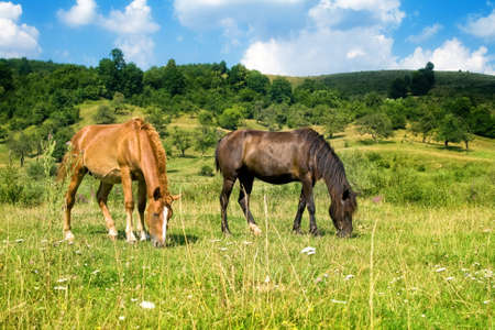 Two beautiful horses on green meadow
