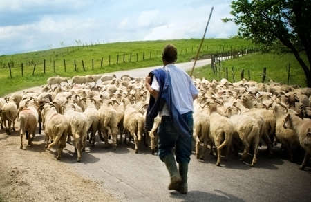 Shepherd with his sheeps on rural roadの写真素材