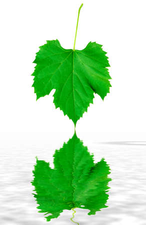 Fresh green leaf reflecting in nice pure waterの写真素材