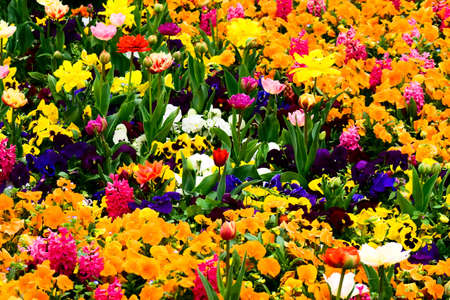 Garden with colorful beautiful flowersの写真素材
