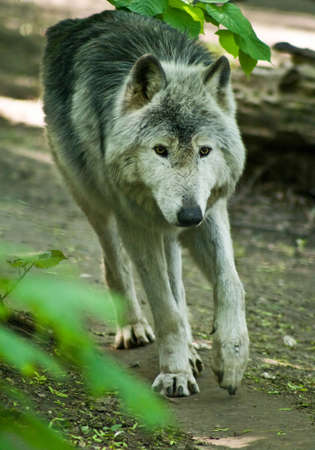 Gray wolf in the forest