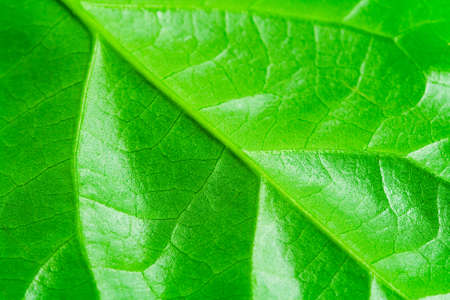 Macro detailed view of green fresh leafの写真素材