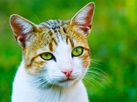 Closeup portrait of cat with beautiful green eyesの写真素材
