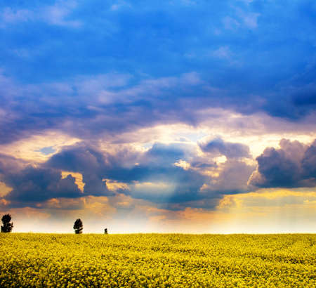 Landscape - field of yellow flowers and cloudy dramatic skyの写真素材
