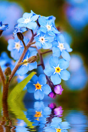 Blue delicate flowers reflecting in waterの写真素材