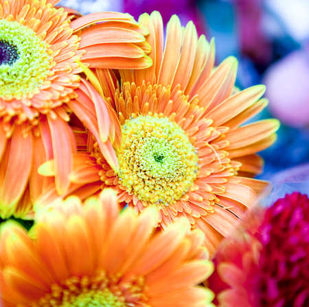 Close up on beautiful colorful flowersの写真素材