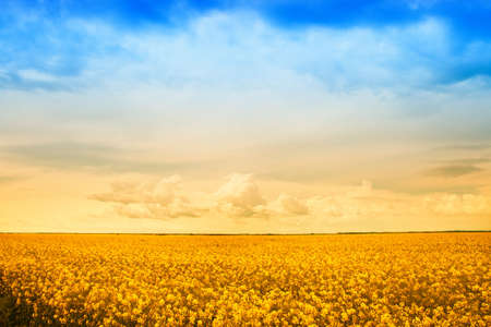 Agriculture - farm field of golden rape flowersの写真素材