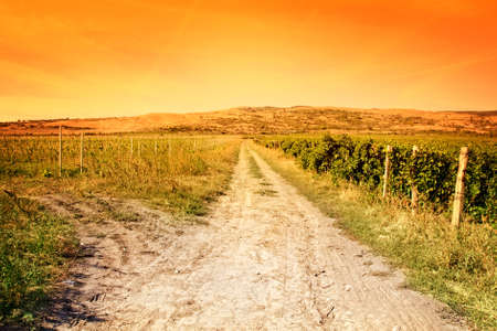 Agriculture landscape - vineyard and sunny vibrant skyの写真素材