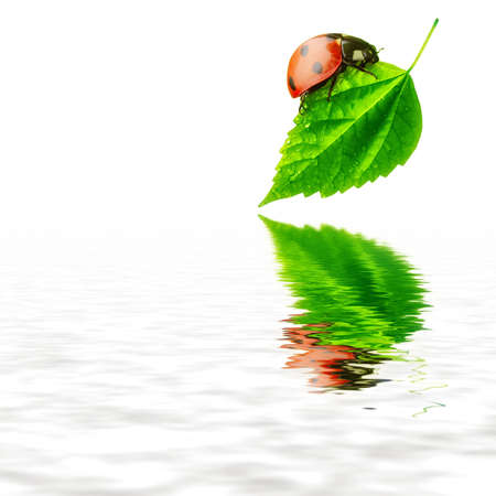 Pure nature concept - ladybug leaf and waterの写真素材