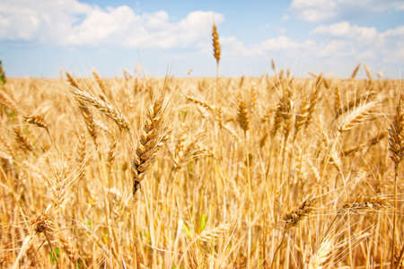 Agricultural background - golden grain field and blue skyの写真素材