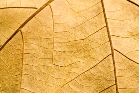 Macro view on textured autumn brown leafの写真素材