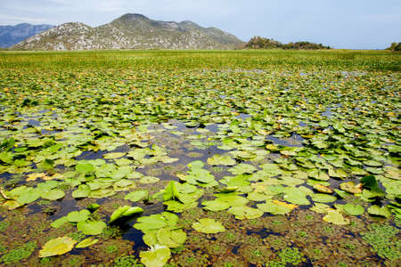 Green lily leaves on Skadar Lake, Montenegroの写真素材