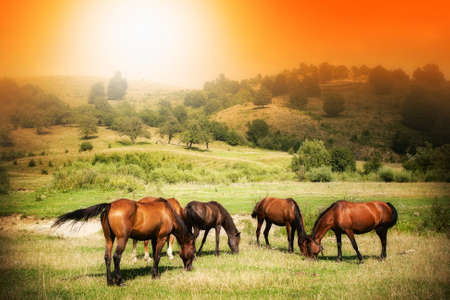 Wild horses on green field and sunny orange skyの写真素材