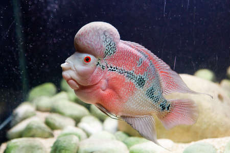 Flower horn tropical fish underwaterの写真素材