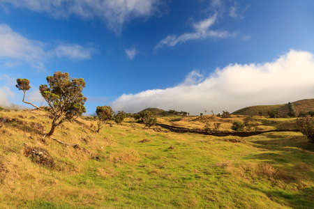 Azores landscape  grass, trees and blue cloudy skyの写真素材