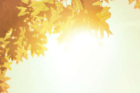 Autumn leaves background over bright sunの写真素材