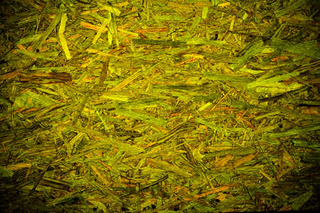Green abstract organic texture background with messy wooden pattern