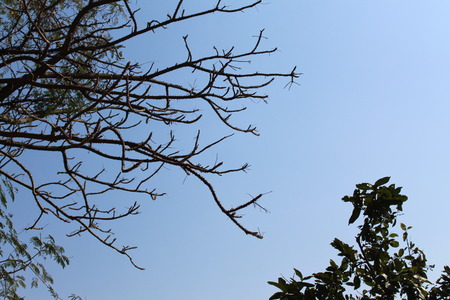 sunny sky and newly developing leaves from branch of trees.の写真素材