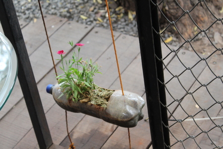red flowers planted in plastic bottle to  make it appear more creative using idea of best from waste.の写真素材