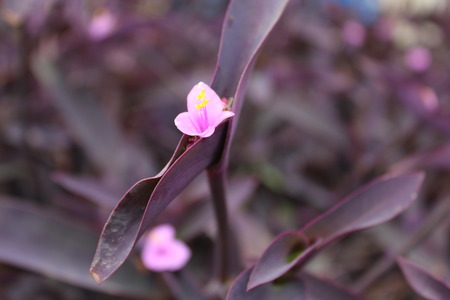 beautiful pink flower with dark pink leaves in background.の写真素材
