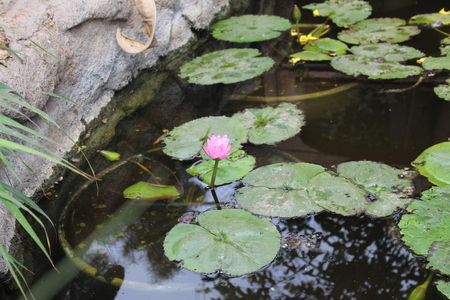 beautiful lotus flower in little pond with large green leaves aroundの写真素材