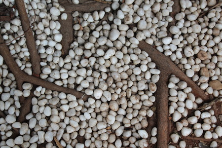 white pebble stones spread on brown tree roots appearing as designの写真素材