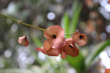 wonderful brown bunch of flowers in spring season in gardenの写真素材