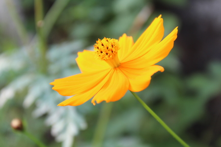 bright yellow flower with green stem with clear visible pollen tubes.の写真素材
