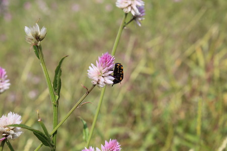 bee with yellow spots on back on a purple white flowerの写真素材